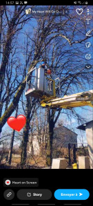 Photo de galerie - Élagage travaux effectués avec nacelle 