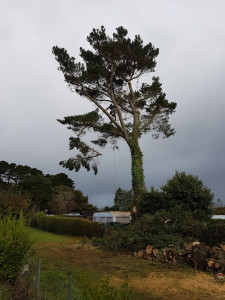 Photo de galerie - Elagage d'un arbre au dessus d'une caravane
