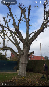 Photo de galerie - Elagage et coupe d'arbres