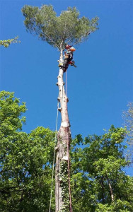 Photo de galerie - Abattage d'un pin d’alep 