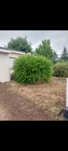 Photo de galerie - Taille de haies et d'arbustes