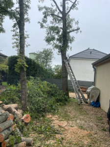 Photo de galerie - Elagage et coupe d'arbres