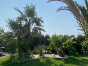 Photo de galerie - #Création sur mesure #Végétations #Palmiers #Espace détente #Oxygène 