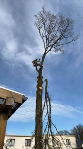 Photo de galerie - Elageur, grimper élagage en rétention