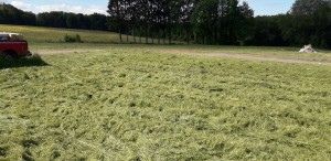 Photo de galerie - Broyage herbe buisson sur grandes surfaces avec Tracteur et gyrobroyeur 