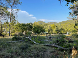 Photo de galerie - Elagage et coupe d'arbres