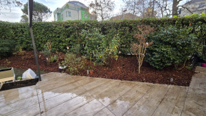 Photo de galerie - Hivernage: Paillage et entretien du massif. Taille d'une haie de laurier