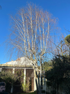 Photo de galerie - Elagage et coupe d'arbres