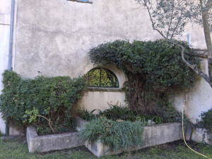 Photo de galerie - Taille et nettoyage d'une jardinière