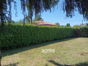 Photo de galerie - Taille de haies et d'arbustes