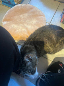 Photo de galerie - Garde chat pendant les petites vacances de sa maîtresse pour lui tenir compagnie ?⭐️?