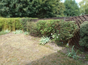 Photo de galerie - Taille de haies et d'arbustes