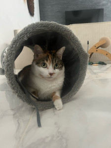 Photo de galerie - Visite matin et soir pendant quatre jour d’un chat 