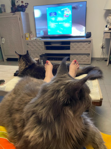 Photo de galerie - Voici 2 chats que j’ai acceuilli 