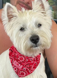 Photo de galerie - Dogsitting 