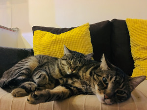 Photo de galerie - Garde chat