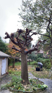 Photo de galerie - Elagage et coupe d'arbres