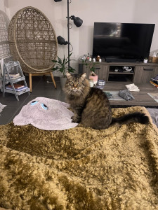 Photo de galerie - Garde de chat 