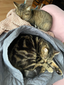 Photo de galerie - Mes chats <3