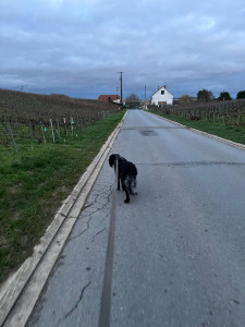 Photo de galerie - Promenade d’un chien que j’ai eu à garder 