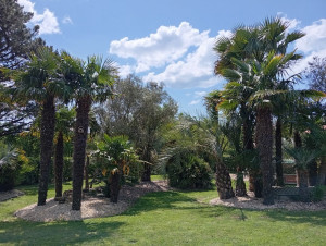 Photo de galerie - Elagage et coupe d'arbres