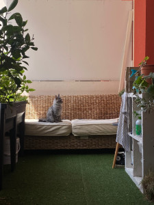 Photo de galerie - Voici mon chat Ulyss sur notre terrasse 