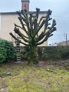 Photo de galerie - élagage 