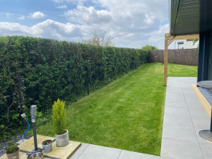 Photo de galerie - Taille de haie de troène 