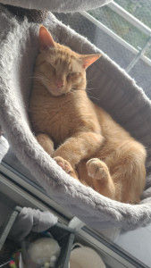 Photo de galerie - Garde chat