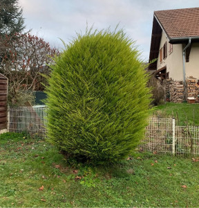 Photo de galerie - Taillage d’un abuste