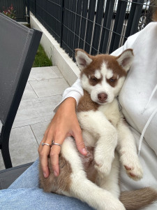 Photo de galerie - Après la balade petit chien fatiguée 