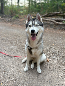 Photo de galerie - Garde chien