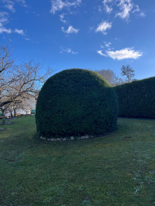 Photo de galerie - Taille d arbres 