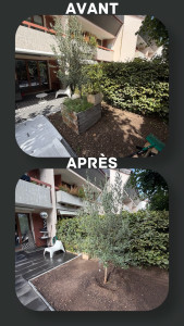 Photo de galerie - Mise en terre d’un Olivier 