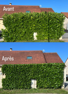 Photo de galerie - Taille de haie avec évacuation 