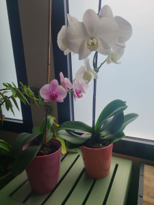 Photo de galerie - Je me suis occupée de deux orchidées pendant un mois.