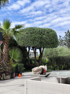 Photo de galerie - élagage palmier+ taille d'olivier 