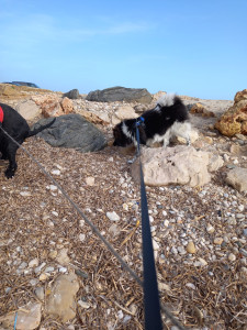 Photo de galerie - Propose des visites durant votre absence pour vos chats Nac et promende de vos Chiens