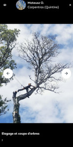 Photo de galerie - Elagage et coupe d'arbres