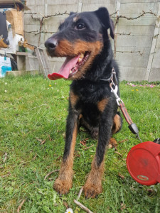 Photo de galerie - Apprentissage du statique chez un chien nerveux en balade