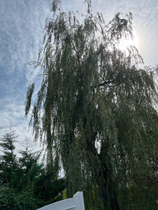 Photo de galerie - Paysagiste - Aménagement du jardin