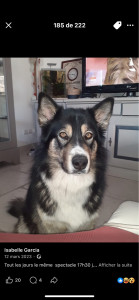 Photo de galerie - Garde chien