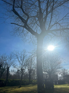 Photo de galerie - Coupe d’arbre élagage 