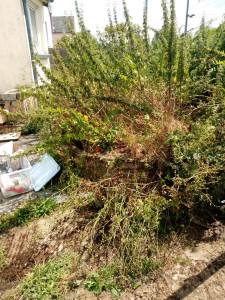 Photo de galerie - Tonte de pelouse - Débroussaillage