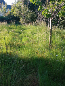 Photo de galerie - Tonte de pelouse - Débroussaillage
