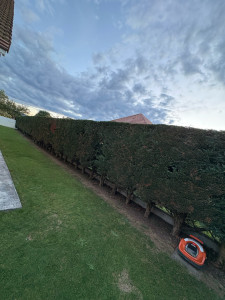 Photo de galerie - Taille de haie 