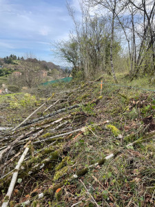Photo de galerie - Elagage et coupe d'arbres