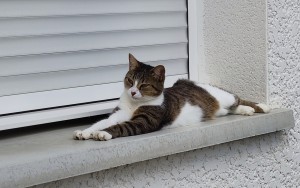 Photo de galerie - Garde chat