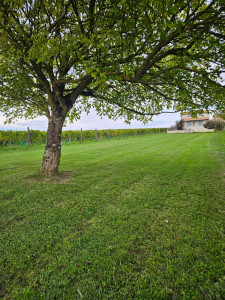 Photo de galerie - Entretien de jardins ,taille de haie entretien de massifs