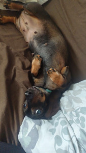 Photo de galerie - La petite Janette est très affectueuse